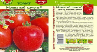 Popis odrůdy chlupatého čmeláka rajčat, vlastnosti pěstování a péče